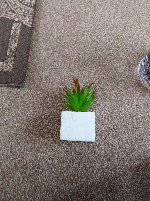 Buy & Sell Leicestershire Leicester - Photos for artificial succulent