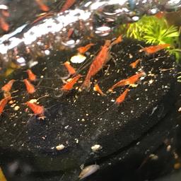 Baby shrimp
Cherry
Red rili
Ghost
1 pound each Or buy more and save