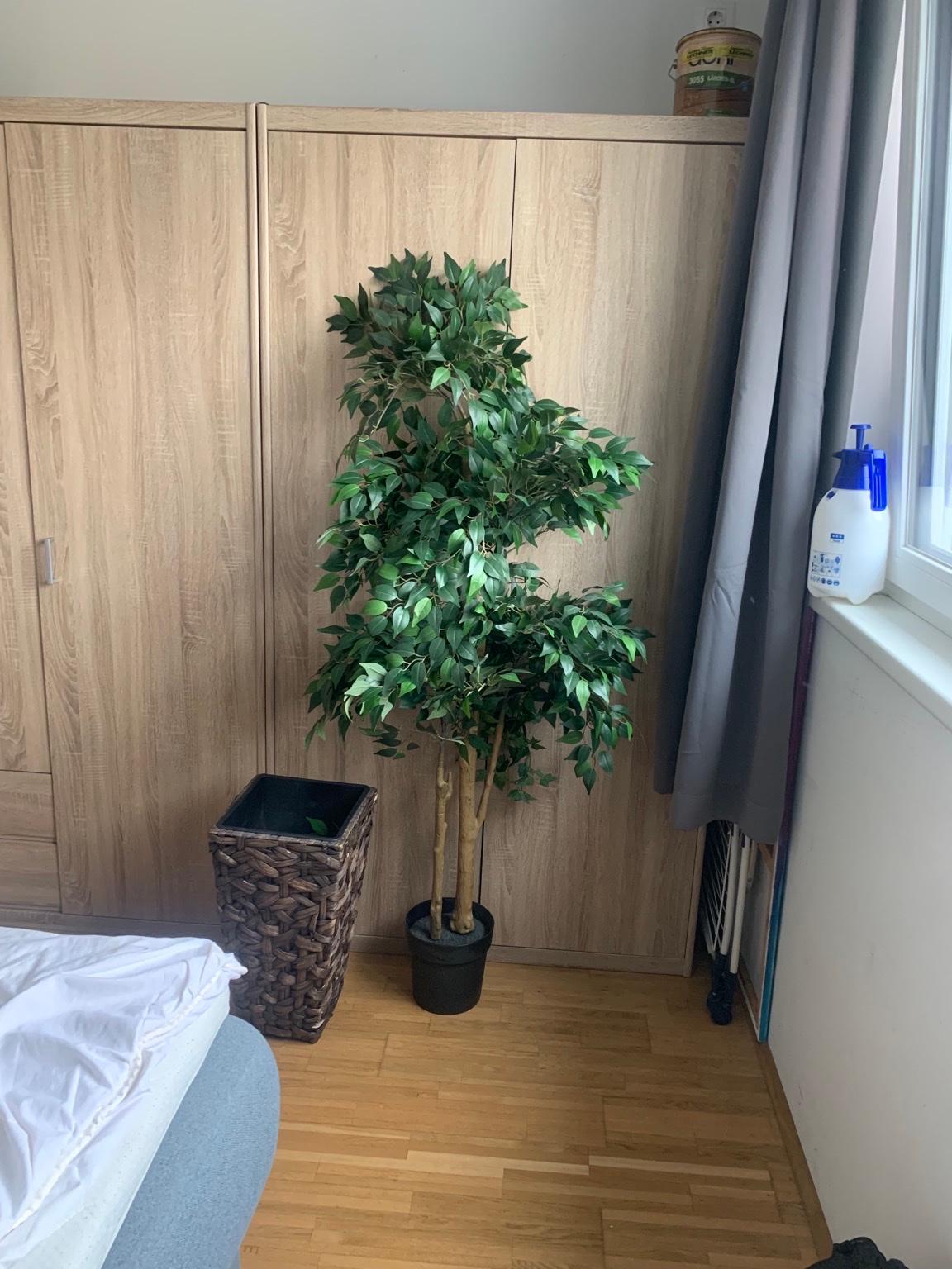Plastikbaum in 6200 Marktgemeinde Jenbach für 1,00 € zum Verkauf ...
