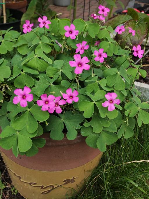 Buy & Sell East London Waltham Forest - Photos for Oxalis pink flower garden plant