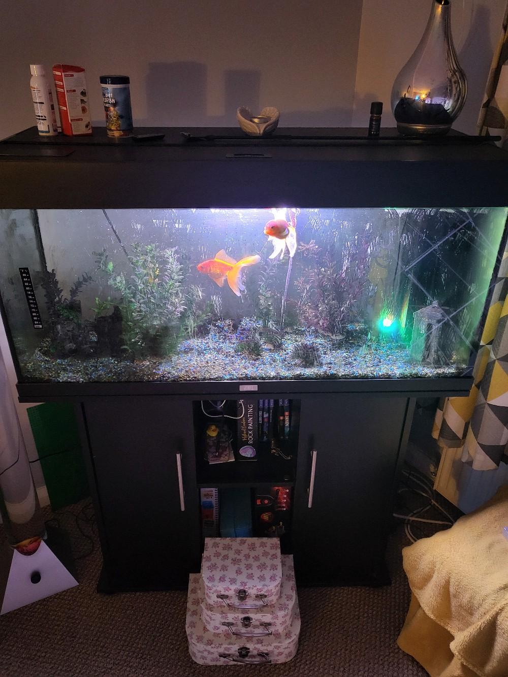 fish tank in DH7 8UL;DH7 Brandon for £160.00 for sale Shpock