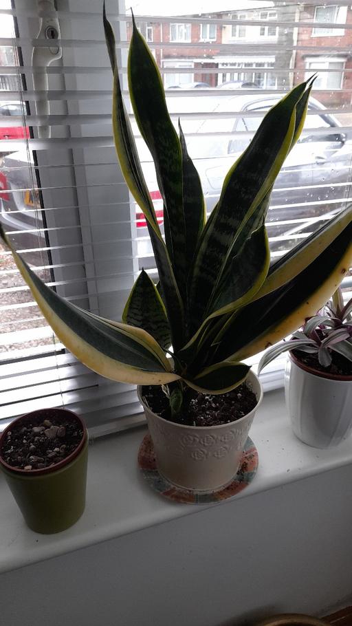 Buy & Sell Bordesley Green Birmingham - Photos for Sanseveria aka Snake plant