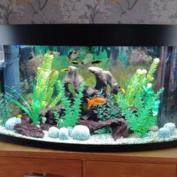 Only had this fish tank from brand new a year ago in October (tank alone cost £369.00)
Lovely curved front
Immaculate condition no scratches to glass or black lid/trims
36" wide
17" depth at the deepest part of the curve
21.5" high
Gravel included
Built in filter
Also 1 unused heater
Both lights working
Fish and ornaments NOT included
All emptied ready to go
Collection Rushall WS4 1HP