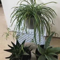 3 Plants mix - spider plant aloe Vera plant House /Indoor Pot Plant - Ideal
3 beautiful healthy plant mix, spider plant and 2 different aloe vera plants
Medium size plant is 50cm tall  in 18 and 17cm pot.

Indoor House Plant for perfect for Home, Bedroom, Kitchen and Living Room, Perfect for Clean Air,

collection from Tower Hamlet