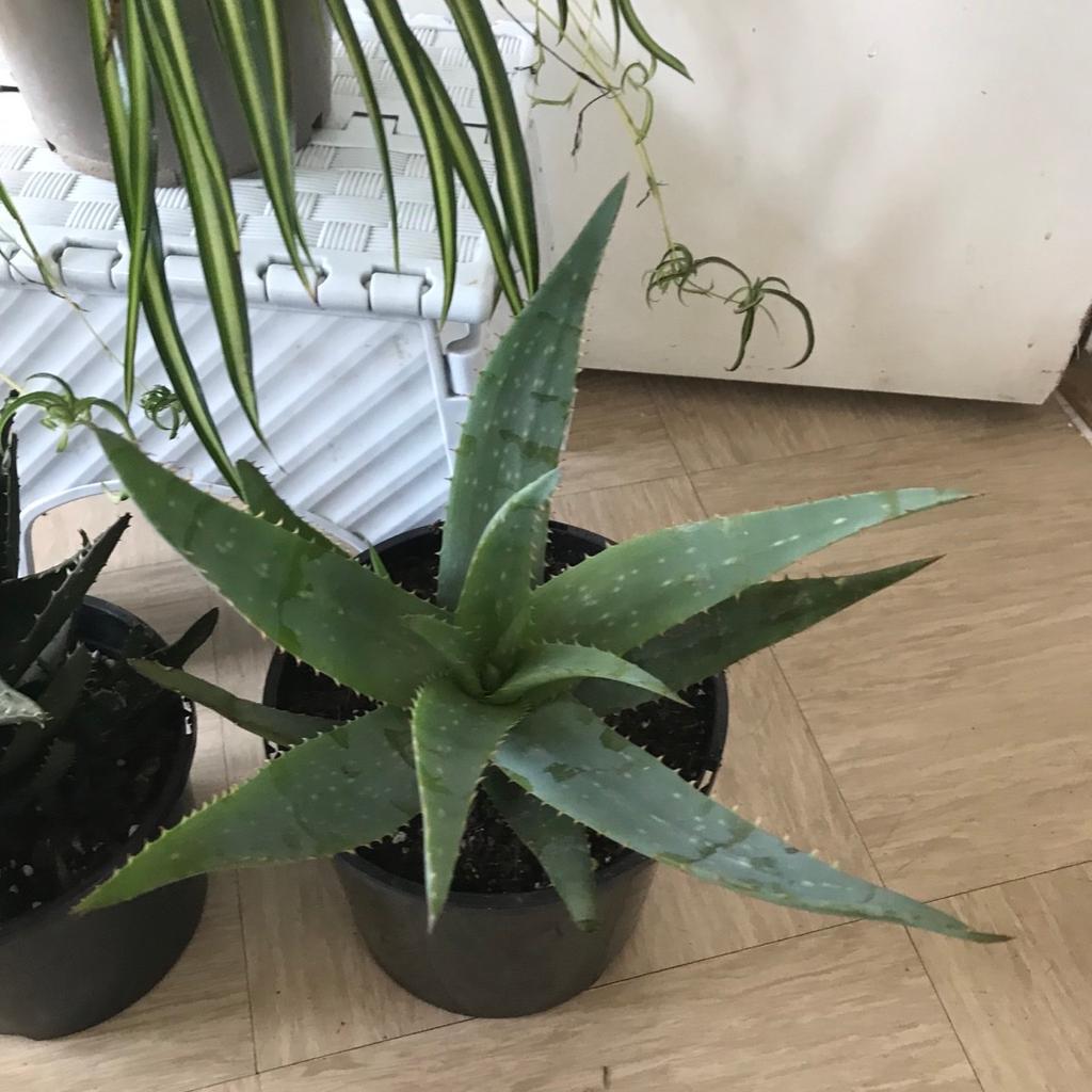 3 Plants mix - spider plant aloe Vera plant House /Indoor Pot Plant - Ideal
3 beautiful healthy plant mix, spider plant and 2 different aloe vera plants
Medium size plant is 50cm tall in 18 and 17cm pot.

Indoor House Plant for perfect for Home, Bedroom, Kitchen and Living Room, Perfect for Clean Air,

collection from Tower Hamlet