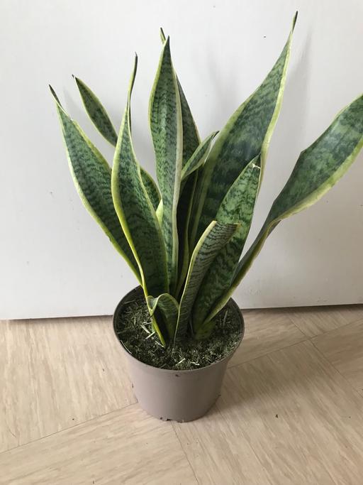 Buy & Sell East London Bow Church - DLR Station - East London - Photos for Snake plant, tall sansevieria plant 55cm tall