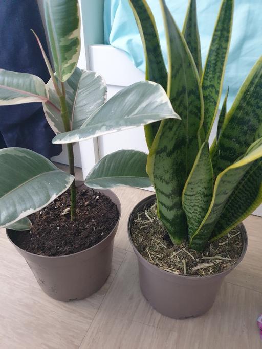 Buy & Sell East London Bow Church - DLR Station - East London - Photos for 2x Plants mix 1 Ruber plant 1 snake plant 50c