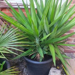 beautiful yucca with 4 branches off the main trunk