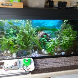 100 litter aquerium built in filter and light 14in D 31in L 14in H and 4 port air pump