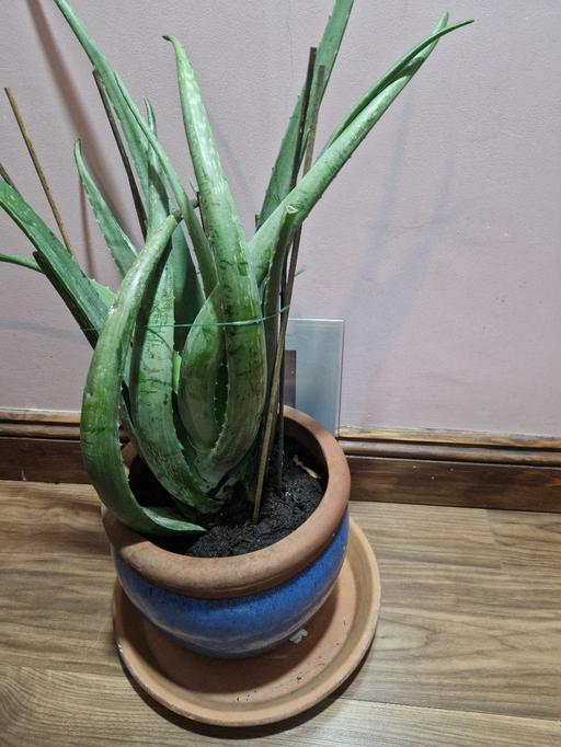 Buy & Sell East London - Photos for Aloe Vera plant