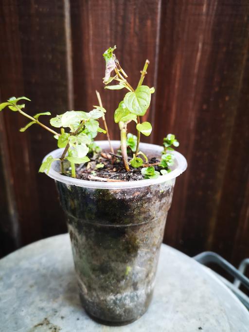 Buy & Sell Darlaston Walsall - Photos for Chocolate mint