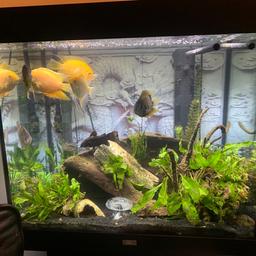 A Christmas sale, needs gone asap A stunning Juwel Lido 200 litres Tropical fish tank. Comes with everything you need to start off . Fluval heater with digital display, All pond solutions 1000l external filter and Pond solutions 1200l internal filter , both with spray bars to give the tank a nice flow of water inside the tank. Bog wood, air pump with large circular air balls & artificial plants, artificial logs & black sand . There will be lots of other items that I will include, tonics, glass magnetic glass cleaner and much more. Only selling because I can’t do the upkeep of the tropical tank due to disability. Dimensions- width of 71 cm, a height of 65 cm and a depth of 51 cm . The base is 55cm width, 51cm depth, 80cm height. #fishtank, , #juwel, #fluval, #allpondsolutions