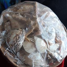 Antique seashells in basket