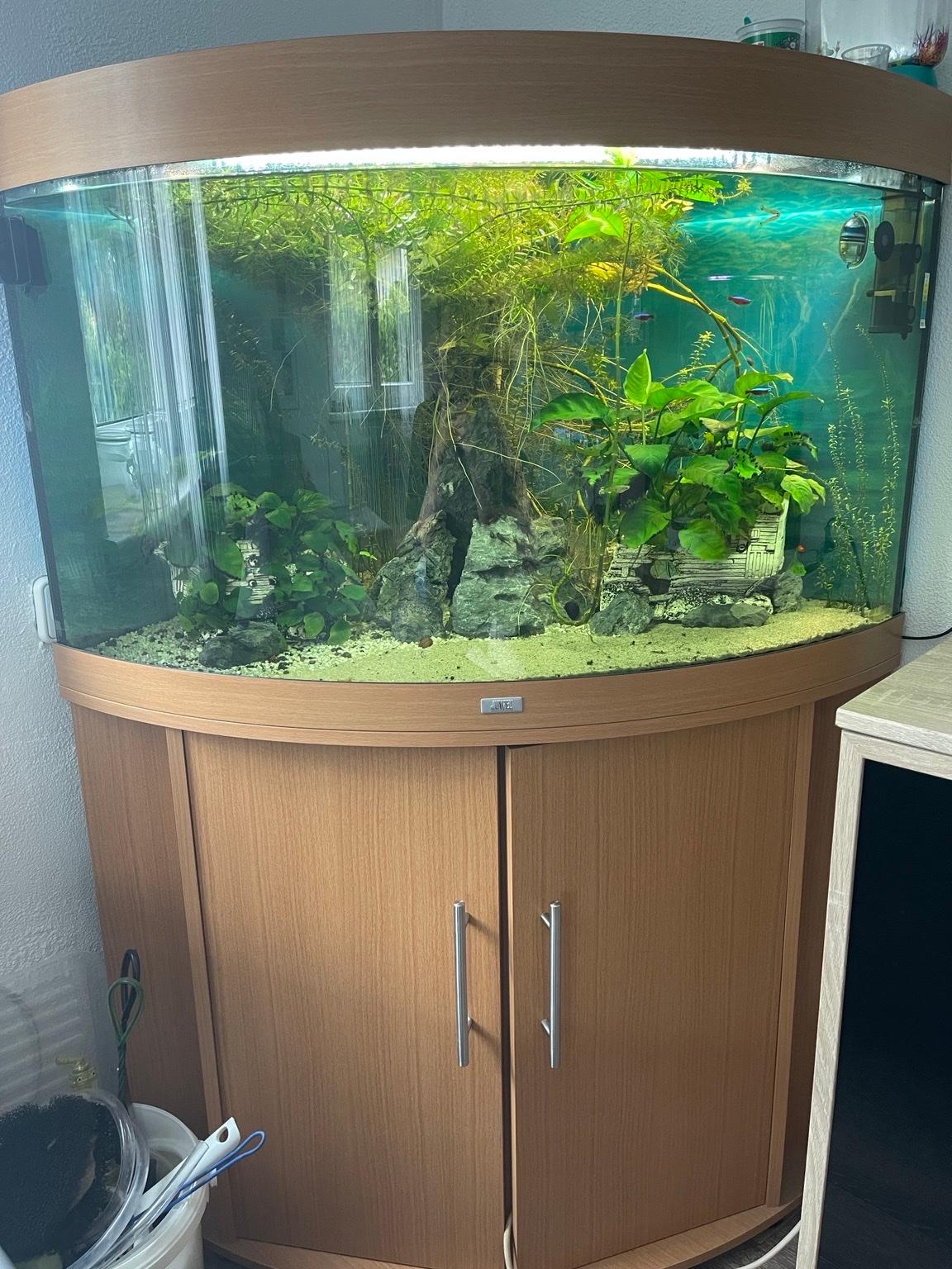 Aquarium in 7202 Gemeinde Bad Sauerbrunn für 110,00 € zum Verkauf