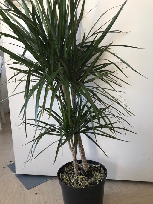 Buy & Sell East London Pudding Mill Lane - East London - Photos for large Dracana yucca plant 110cmtall