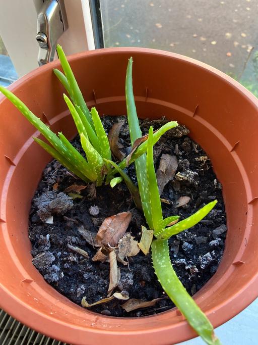 Buy & Sell Buckinghamshire Milton Keynes - Photos for Small aloe vera plant