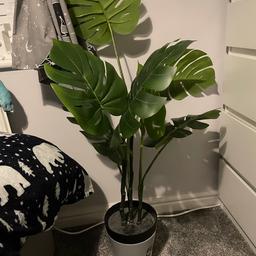 Artificial plant good condition collection only dy3