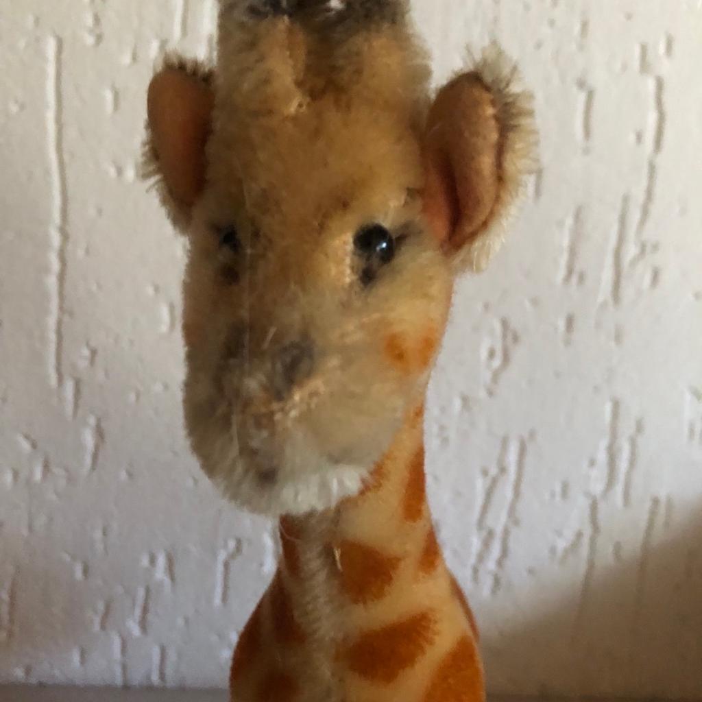 STEIFF Giraffe
Mohair
30cm
ohne K/F/S
sehr guter Zustand
Selbstabholer
Versand bei Kostenübernahme möglich