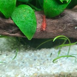 Red Cherry Shrimp 

Beautiful deep Red colour, no mixed breeding. 

£2 each.

Any questions let me know, thanks.