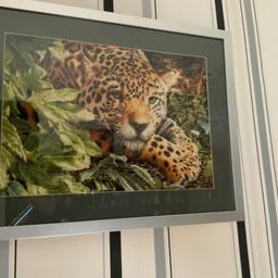 This beautiful cross stitch picture of a leopard took
18 months to complete
Also beautifully framed
21 x 16 inches