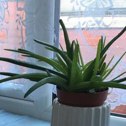 For sale:

Large Aloe Vera plant in pot

Collection only

Please check my other items
