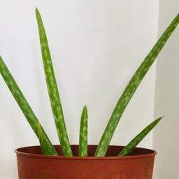 For sale:

Aloe Vera plant in pot

Collection only

Please check my other items