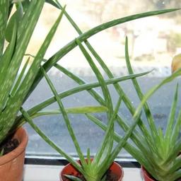 For sale:

Aloe Vera plant in pot 

Collection only 

Please check my other items