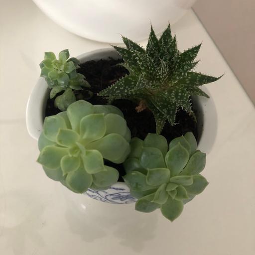 Buy & Sell Gloucestershire South Gloucestershire - Photos for Indoor houseplant succulents in ramekin pot