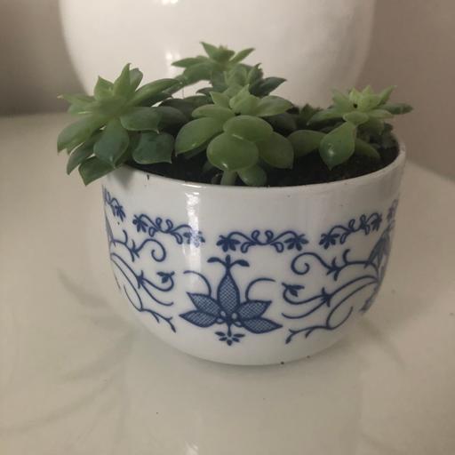 Buy & Sell Bristol Stockwood - Bristol - Photos for Echeveria in a unique small bowl houseplant