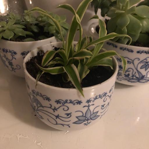 Buy & Sell Gloucestershire South Gloucestershire - Photos for Spider plant houseplant in unique ramekin pot