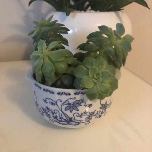 Buy & Sell Gloucestershire South Gloucestershire - Photos for 4 echeveria succulents *no pot*