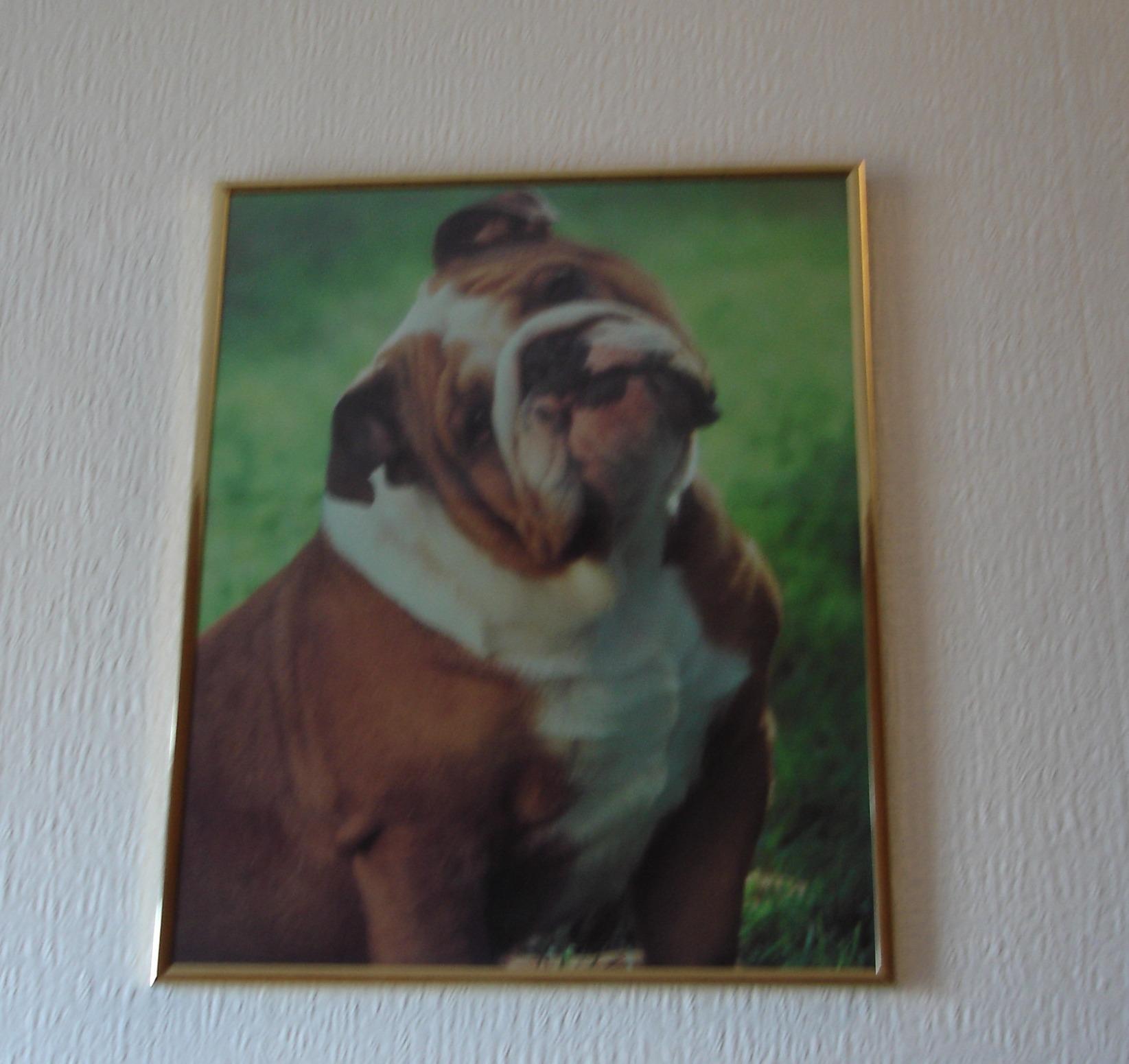 FRAMED BULLDOG PRINT ***REDUCED*** in Wolverhampton for £6.00 for sale
