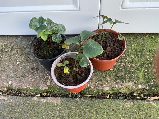 Buy & Sell Stirchley Birmingham - Photos for Perennial Hellebores