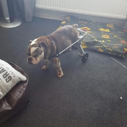 Dog/pet assisted walking aid .Can be adjusted to different height & width. Helps with your dog to walk if they have poor mobility or leg/hip problems. No longer required. Excellent condition.Dog in picture not included.