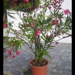 Gesundes Oleander 
170 cm. hoch 
Verkaufe zwegsten Platzmangel