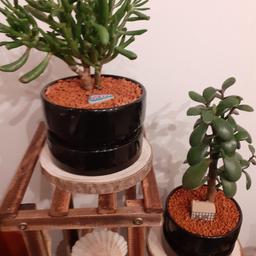 2 verschiedene ''Crassula" pflanzen
im Bonsai Töpfe.
Gut gewurzelte und gesunde pflanzen aus meine Sammlung.
Unkomplizierte pflanzen, wachsen schnell und brauchen nur einen Helles Ort und 2x monatlich ein bisschen Wasser.
Preis ist für beide pflanzen zusammen mit schwarzen übertöpfe.