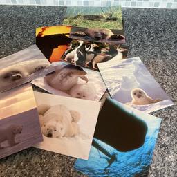 x9 wildlife postcards, featuring Whale, Polar Bear, Seal, Seal Pup, Elephant, Penguin & Otter. x8 Athena, x1 Otter. Collectibles.
Ideal for picture frames.
Athena postcards, Size 14 1/2cm x 11cm.
Otter postcard: Size 16 1/2cm x 10 1/2cm. Please have a look at my other items for a bargain. If you would like to buy more than one of my items, I can work out a combined P&P for you.
