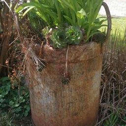 Cooler rostiger Eimer mit Pflanzen
Höhe mit Griffen ca. 53cm
Durchmesser ca. 30cm