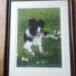 Lovely limited edition framed painting of a border collie by renowned artist Steven Townsend. Complete with original certificate of authenticity and hand signed by the artist. Height 58cm,Width 47cm. Local pick up preferred please from Old Tupton area near Chesterfield.