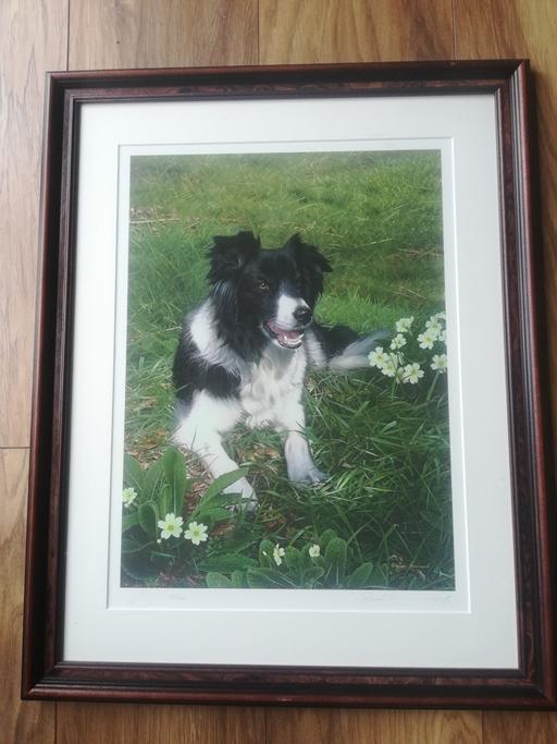 Buy & Sell Derbyshire North East Derbyshire - Photos for Border Collie Painting Local pick up