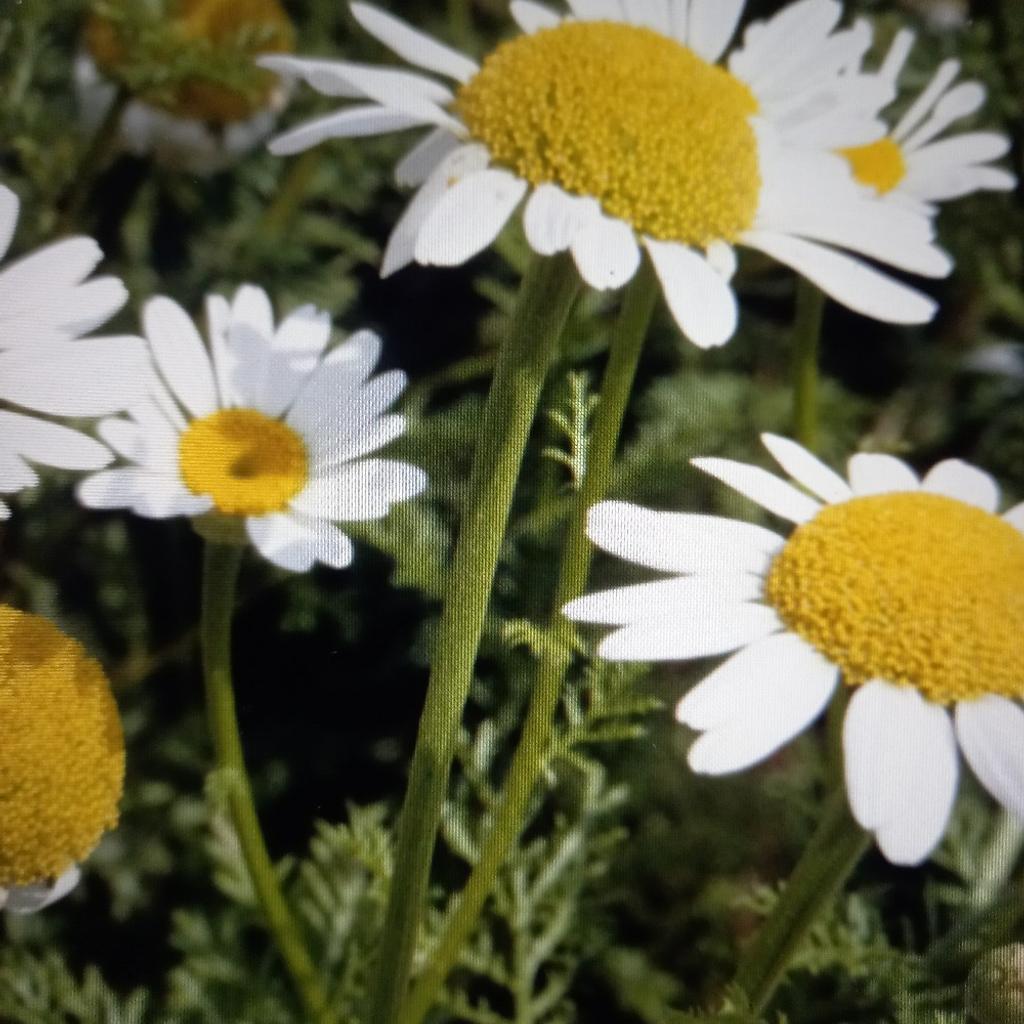 This is a mat forming daisy which self seeds, has attractive fern like foliage and white flowers in summer. Great in rock gardens or in baskets. 8," tall x 6" spread. (£1.25 a small pot and £1.50 1 litre pot) like full sun or part shade in well drained soil. buyer must collect