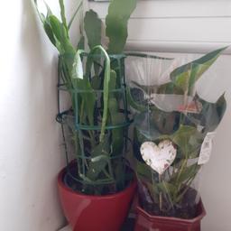 2 zimmerpflanzen günstig zu verkaufen wegen Platzmangel.
1. Königin der Nacht / Epiphyllum Oxypetallum 5€ (70cm H)
2. Flamingoblume/Anthurium 5€ (50cm H)
Je 5euro mit Übertopf.
Fixpreis.