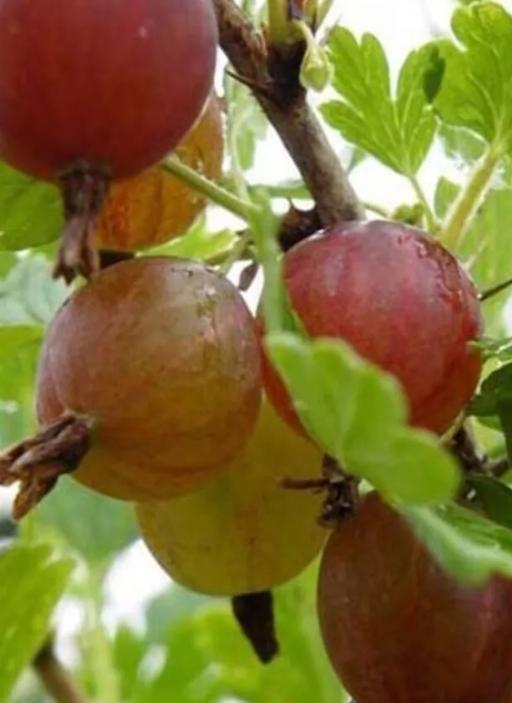 Buy & Sell Stirchley Birmingham - Photos for red gooseberry fruit plant