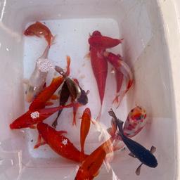 I have 12 goldfish varies sizes £6 to £10 or good deal for few. Container required