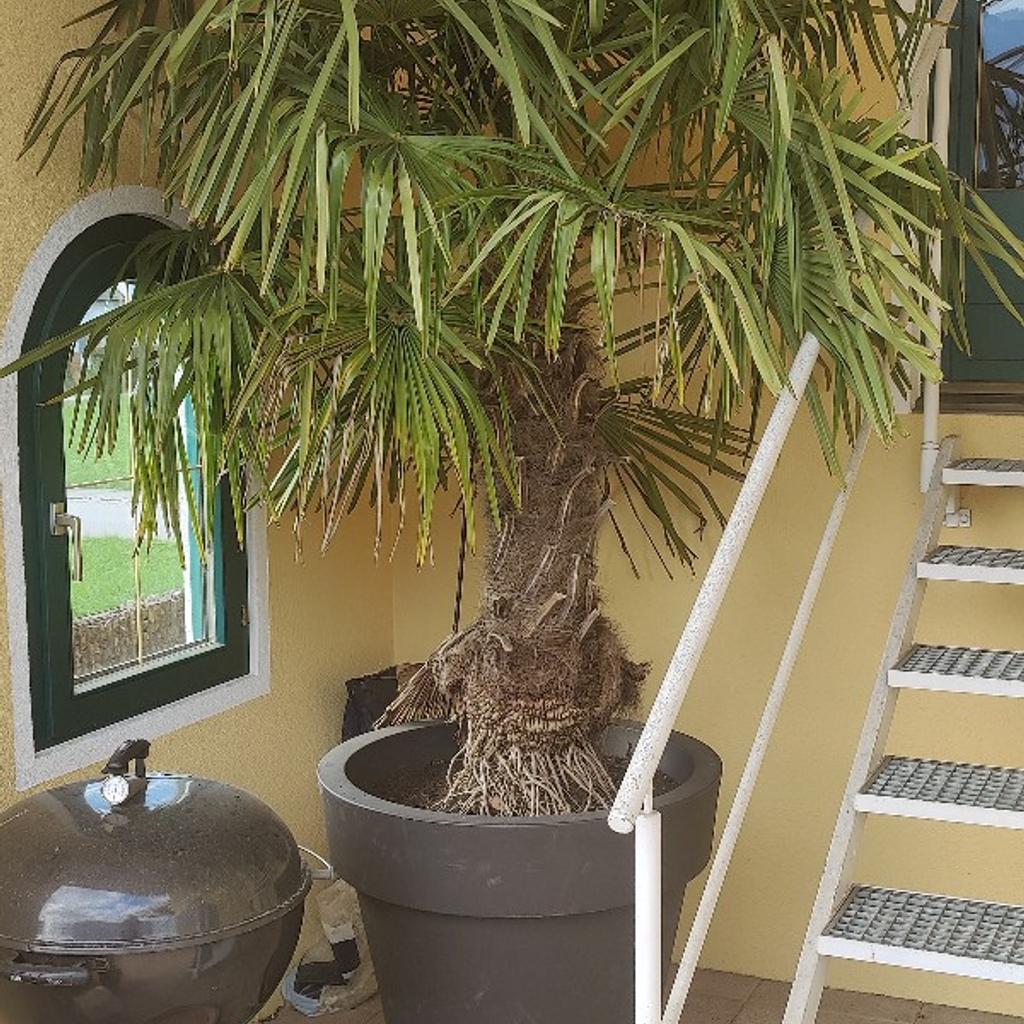 Palme in 6850 Stadt Dornbirn für 380,00 € zum Verkauf Shpock DE