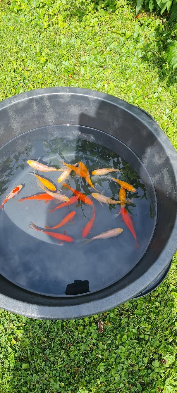 Teich Goldfische Garten Fisch in 6751 Gemeinde Innerbraz for €1.50 for