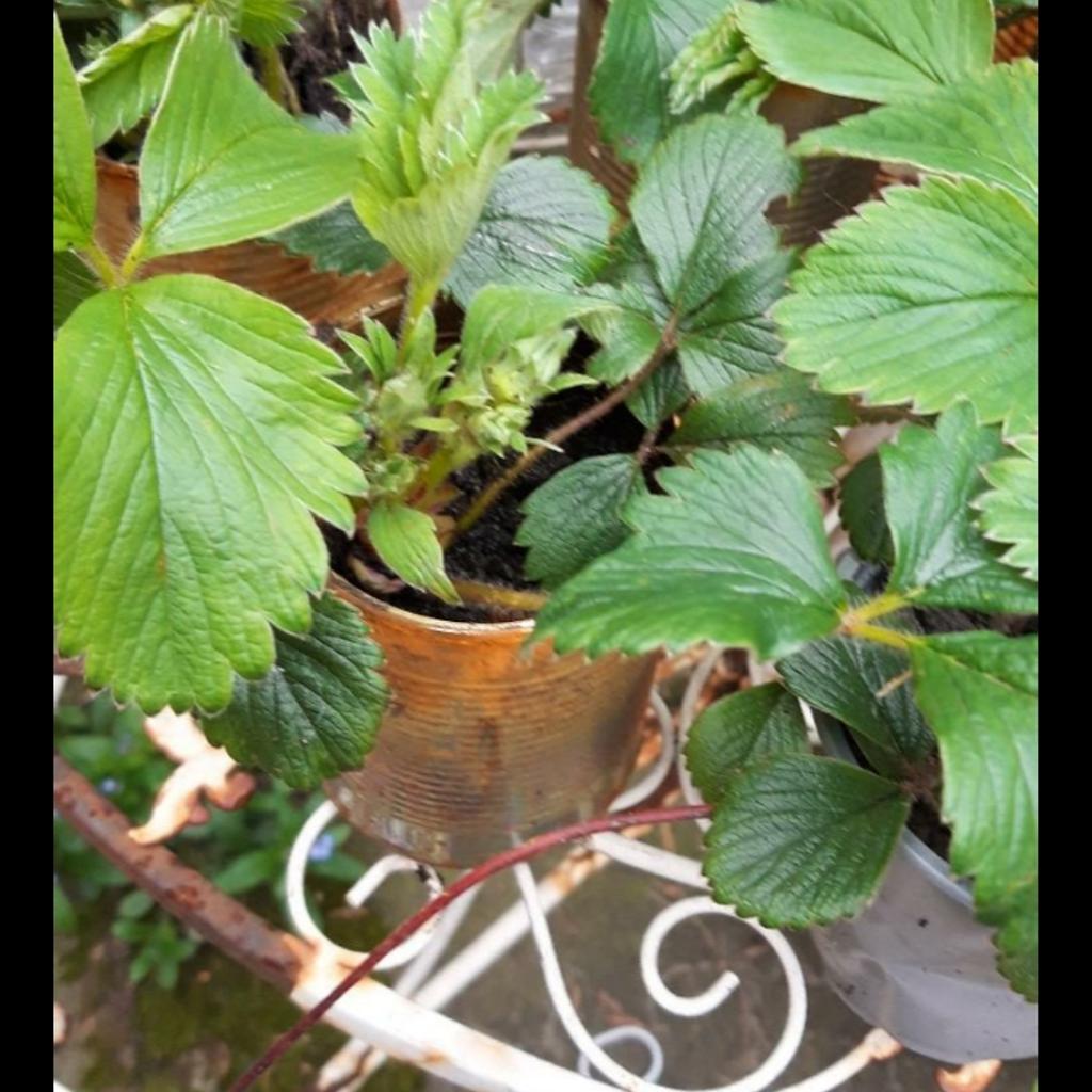 Strawberry plants healthy and blooming ready for planting out £1.25p each or 10 plants for £10 ( roots ready to plant )collection from Ws2 8 area.