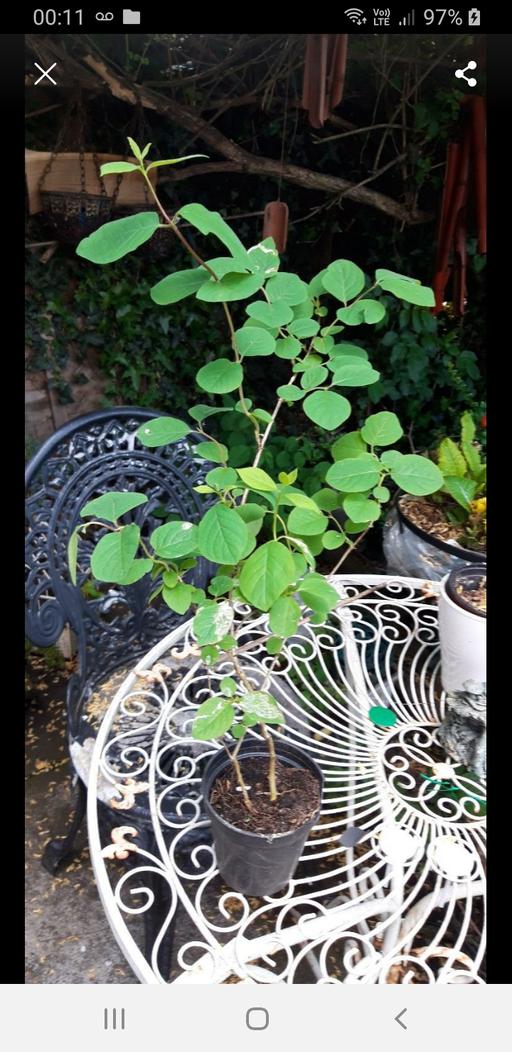 Buy & Sell Birchills Walsall - Photos for Honeysuckle plant