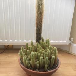 House Plant
Height - 640mm
Collection in person