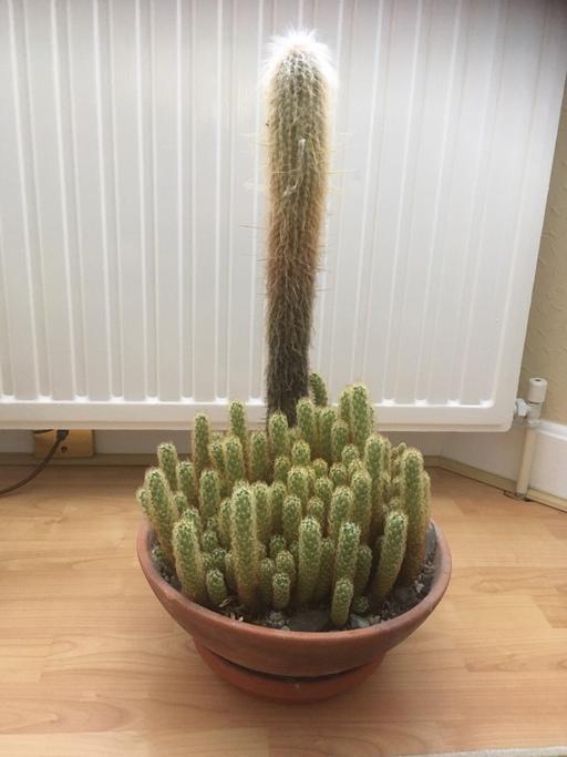 Buy & Sell West Sussex Worthing - Photos for Cactus House Plant in terracotta Pots